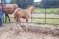 GUNNER SHINER SPARK