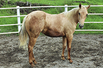 CODYS WHIZ BO DANCER