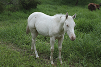 DADDYS GOLDEN KAT