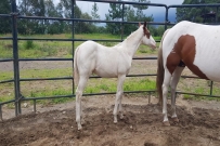 pinto hijo de lil joe cash