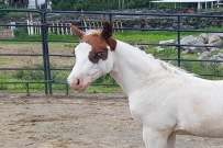pinto hijo de lil joe cash